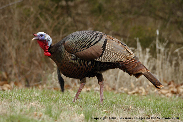 Eastern Wild Turkey