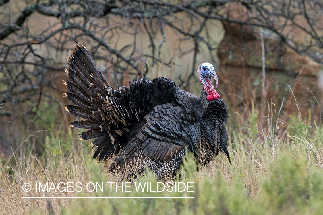 Eastern Wild Turkey tom in habitat. 