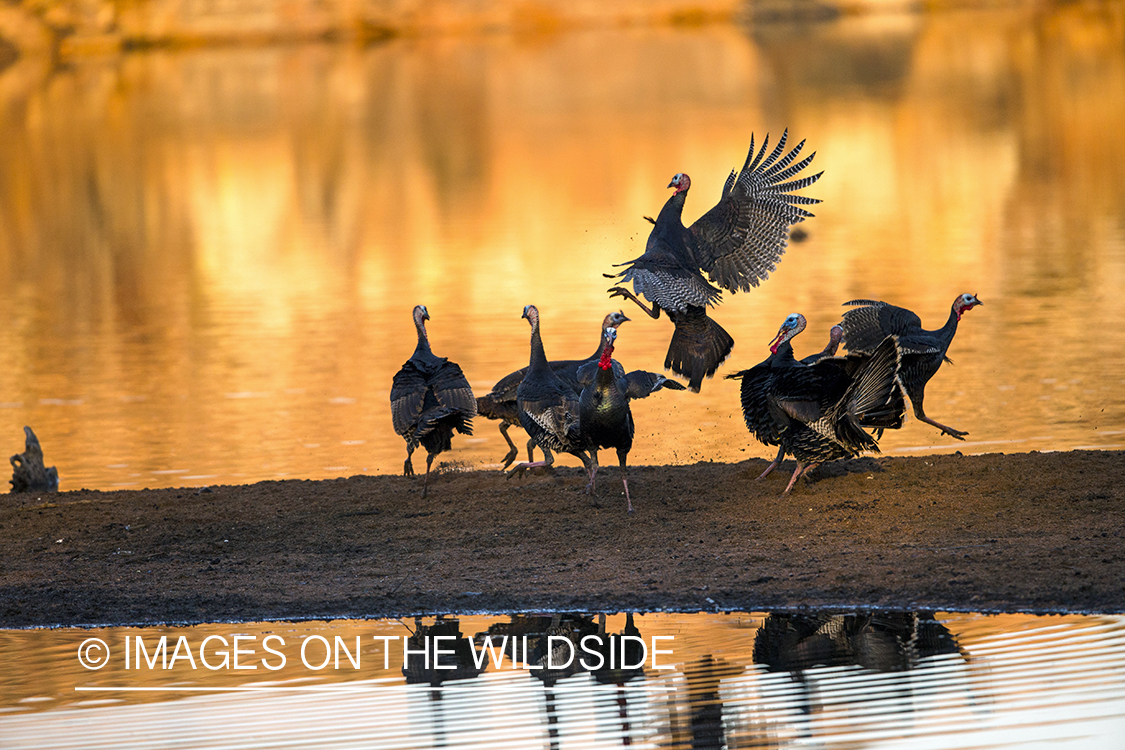 Rio Grande Turkeys competing in habitat.