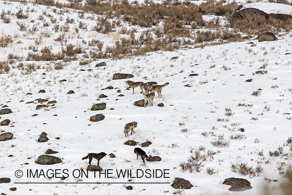 Wild free-ranging gray wolf pack howling in Yellowstone National Park.