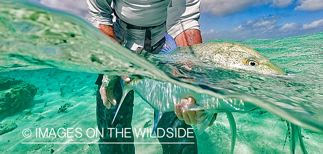 Flyfisherman releasing bluefin trevally.