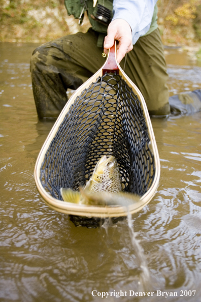 Close-up of nice brown trout.