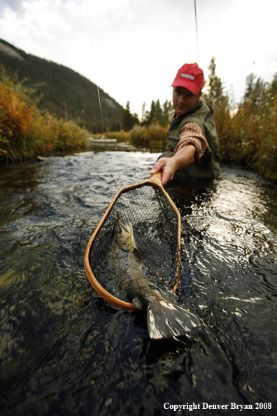 Flyfisherman Netting Large Brown Trout