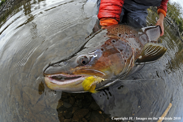 Nice Brown Trout