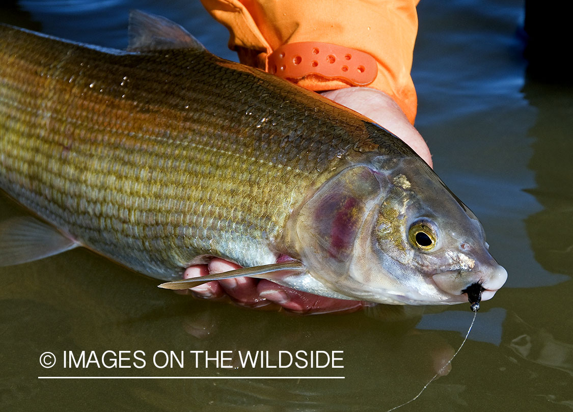 Flyfisherman releasing whitefish with fly.