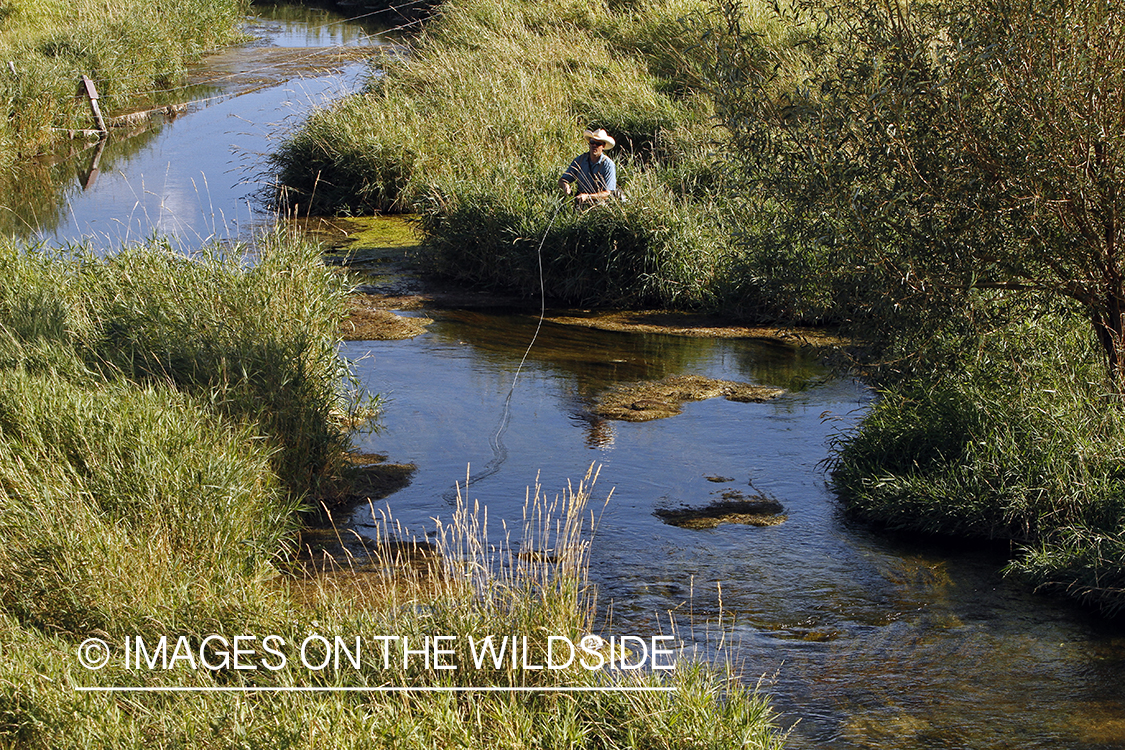 Flyfisherman casting to rising trout on small stream.