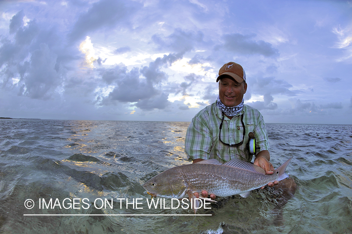 Flyfisherman releasing redfish.