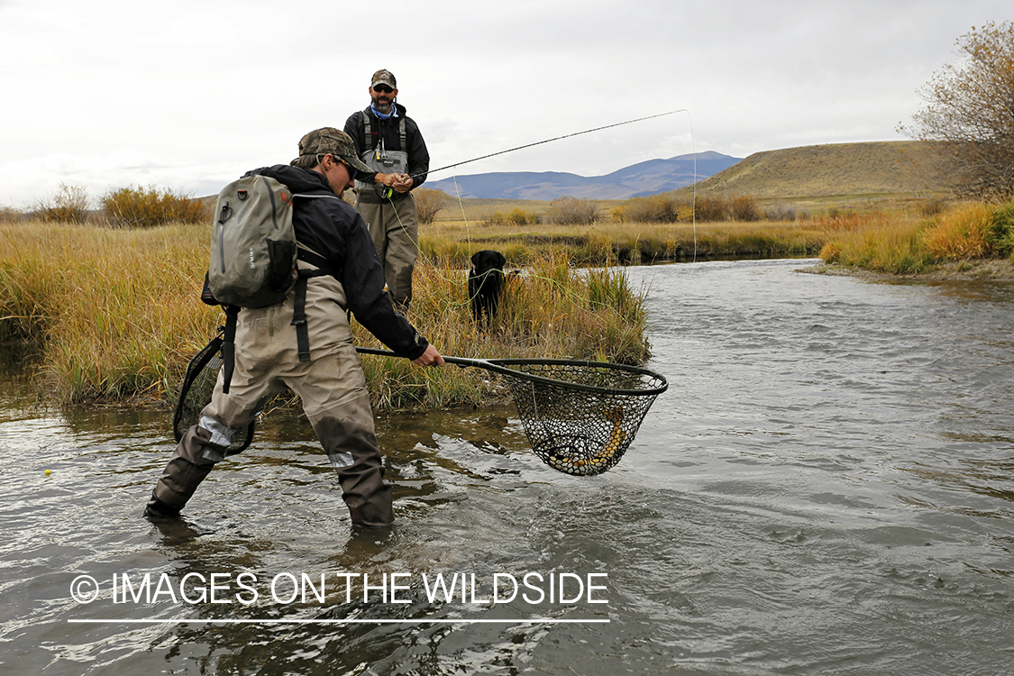 Flyfishermen with bagged trout in net.