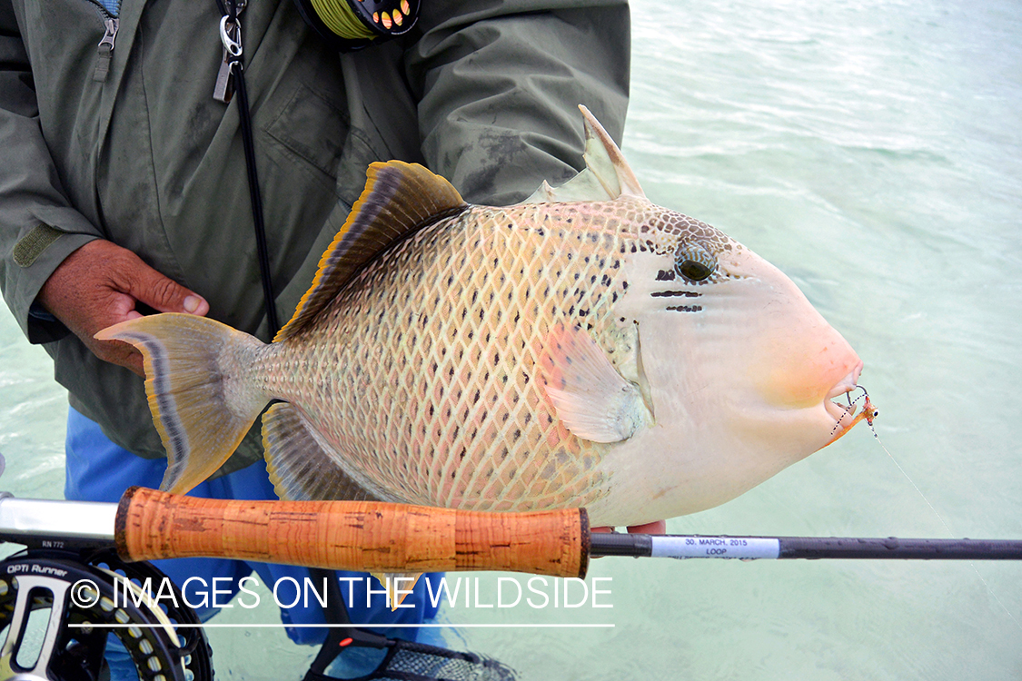 Flyfisherman with peachy triggerfish.