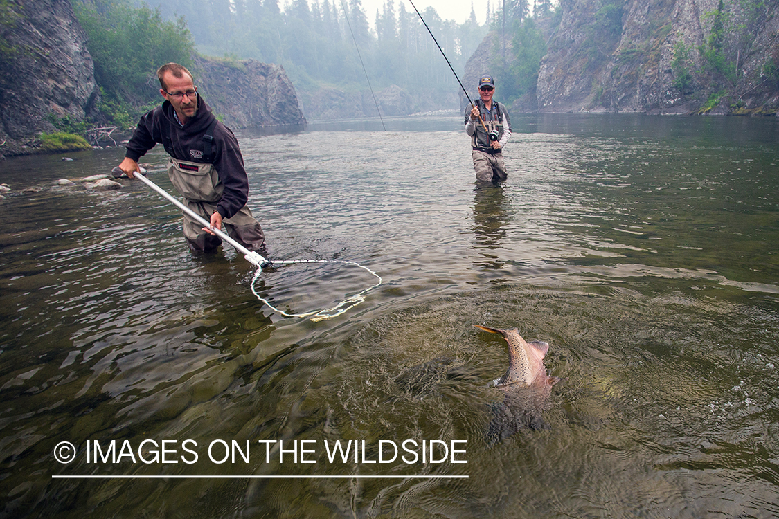 Flyfisherman with guide landing king salmon.