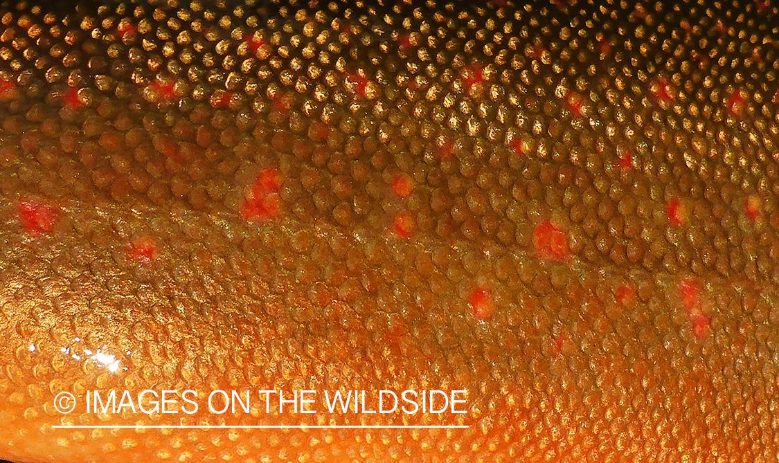 Bull trout scales close up.