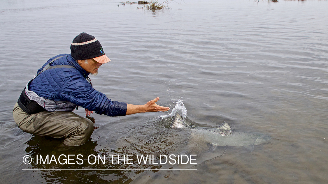 Flyfisherman releasing King Salmon.