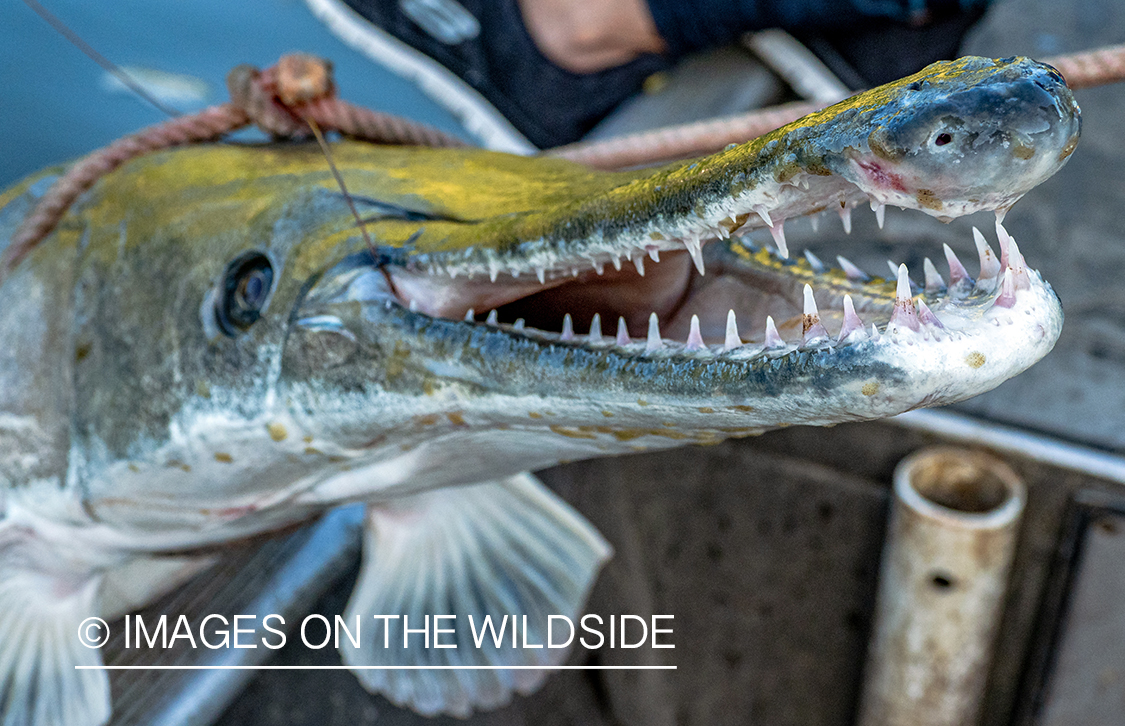 Alligator gar on the line.