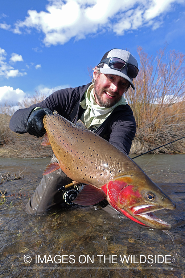 Flyfisherman releasing cutthroat.