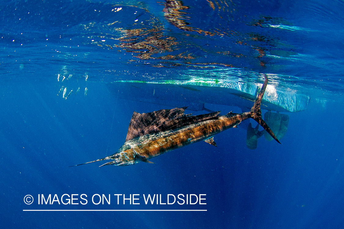 Sailfish on line underwater.