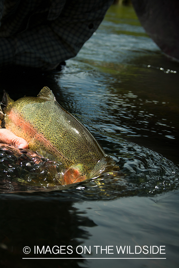 Releasing rainbow.