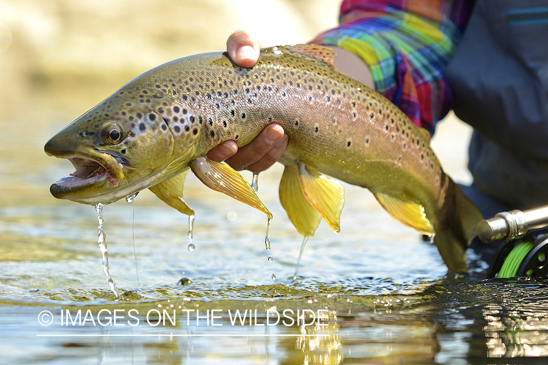 Brown trout.