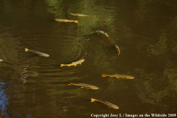 School of Golden Dorado fish