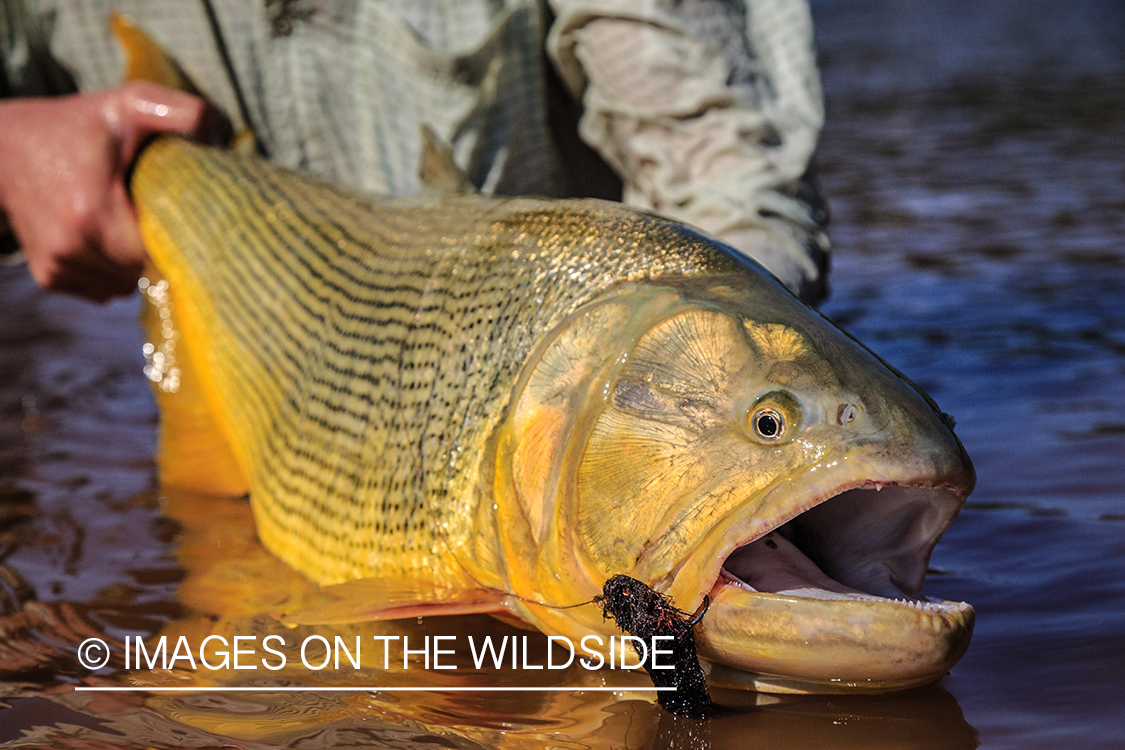 Flyfishing for Golden Dorado in Bolivia.