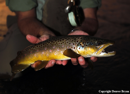 Brown trout species