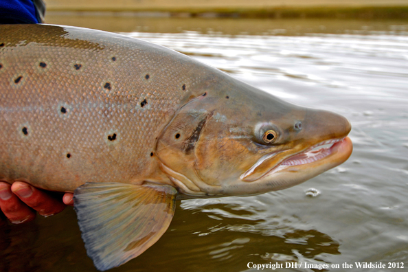 Sea run brown trout. 