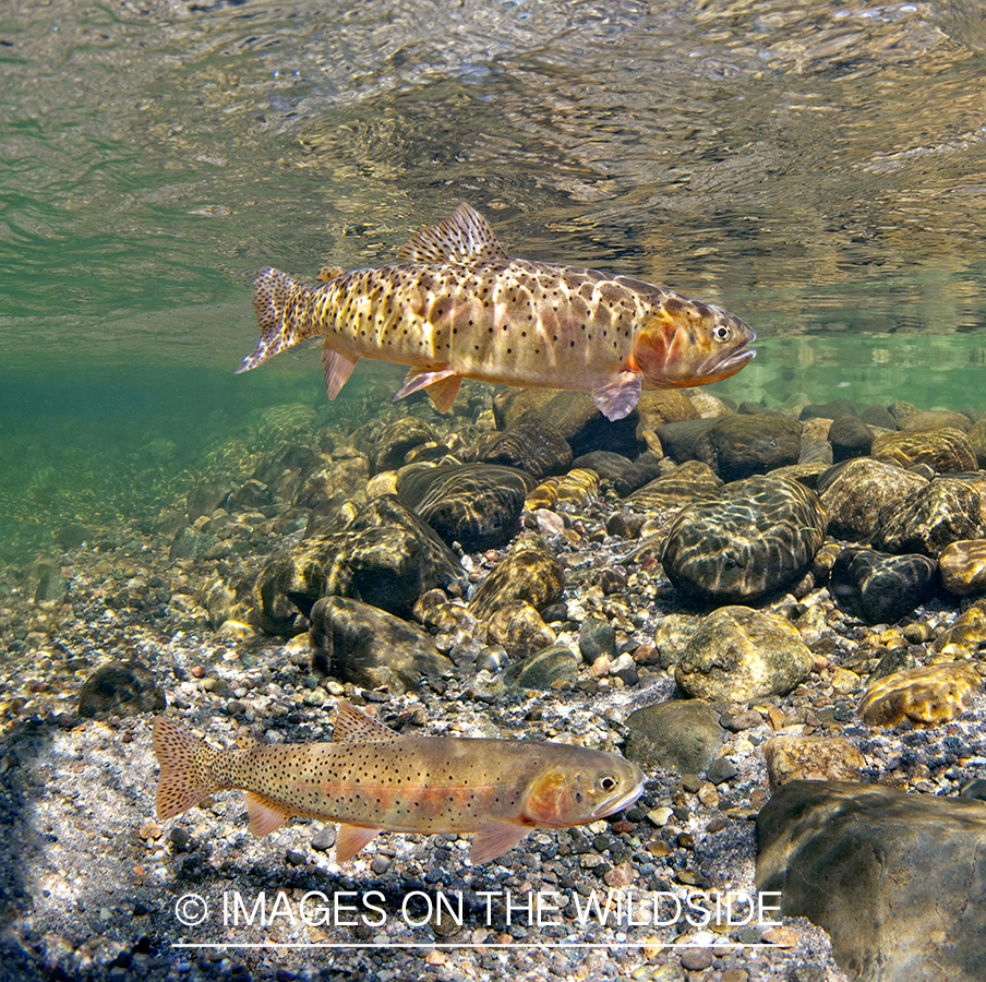 Cutthroat Trout underwater.