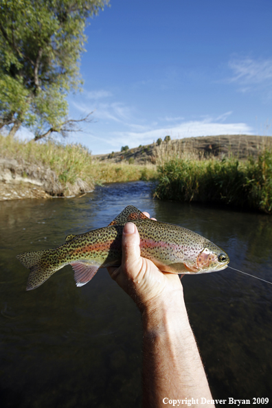 Rainbow trout species