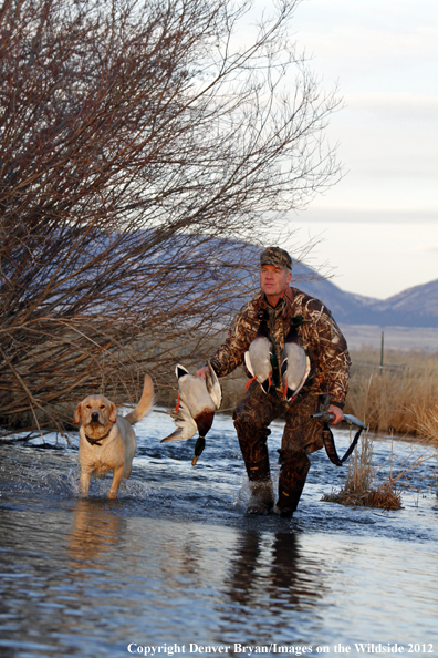 Duck hunter with bagged mallards and yellow labrador retriever. 