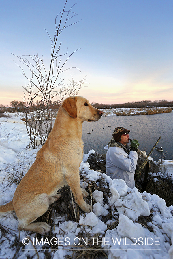 Waterfowl hunter calling ducks from blind with yellow lab.