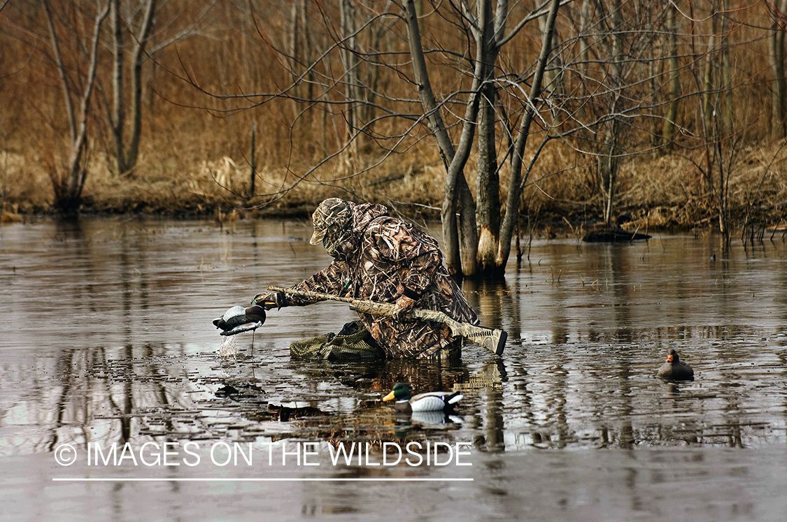 Waterfowl hunter setting up duck decoys.