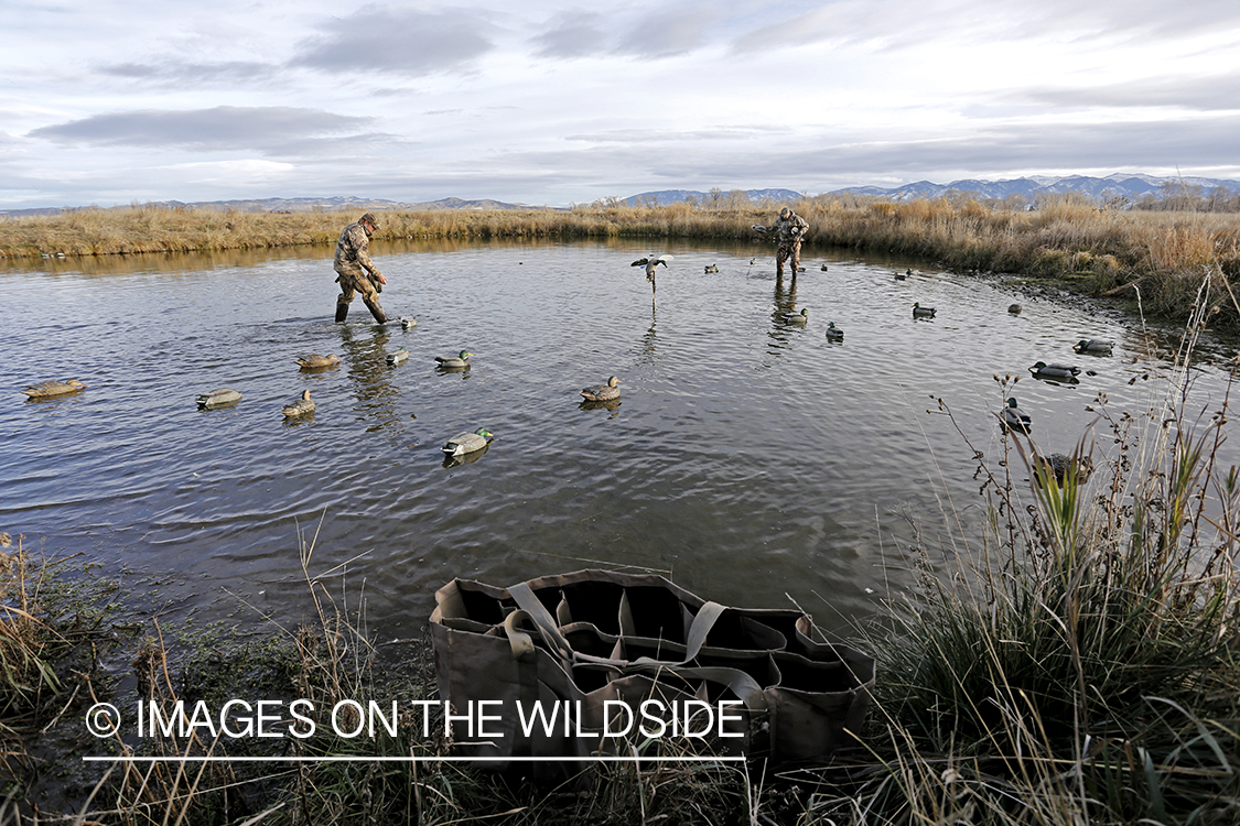 Hunters collecting decoys.