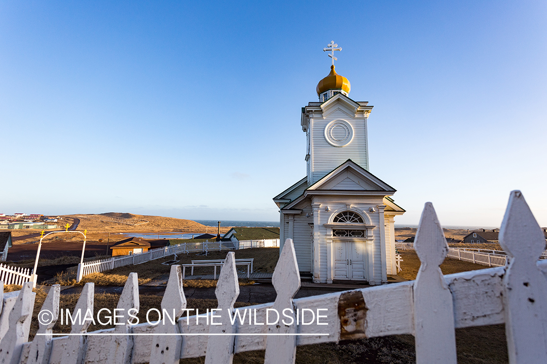 King Eider and Long-tailed duck hunting in Alaska, old church on island.