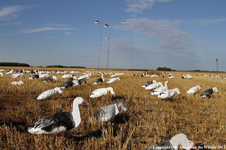 Snow goose decoy set up in field.