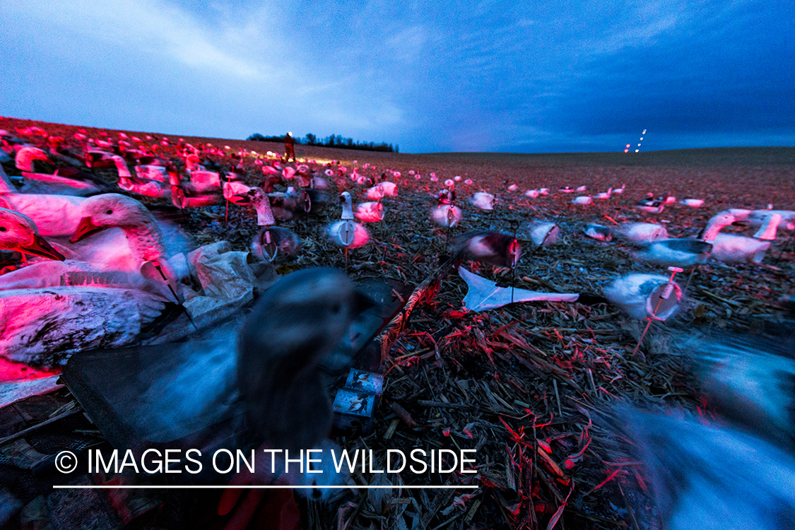 Setting up decoys at dawn. 
