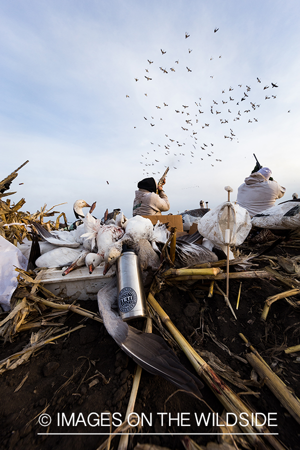 Hunters shooting geese.