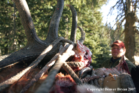 Elk horns on pack horse's back.