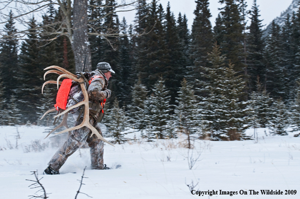 Hunter with elk rack