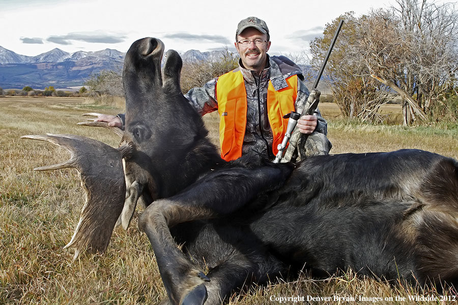 Hunter with downed bull moose in field.