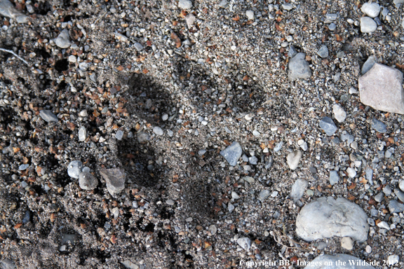 Mountain lion track. 