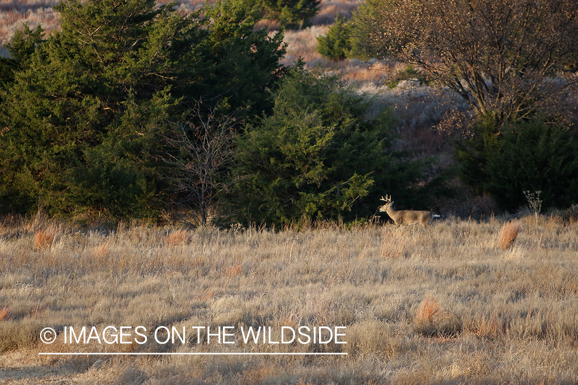 White-tailed buck in field.