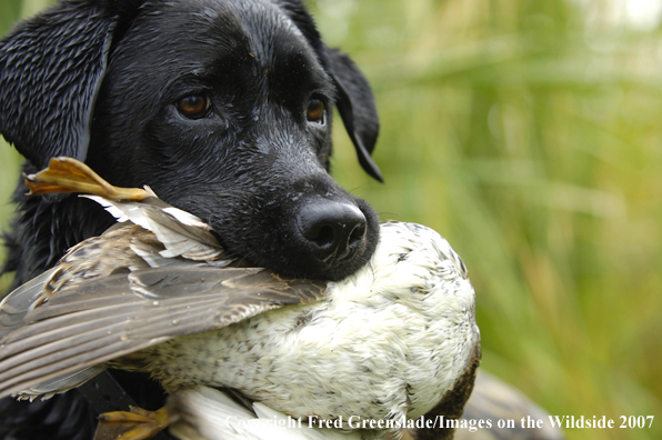 Black Labrador Retriever with bagged duck