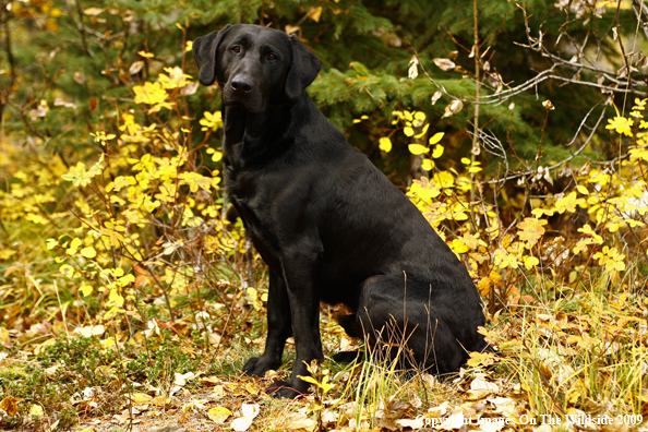 Black Labrador Retriever