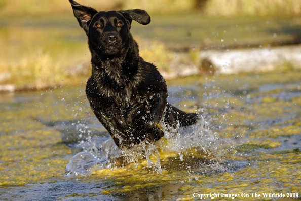 Black Labrador Retriever