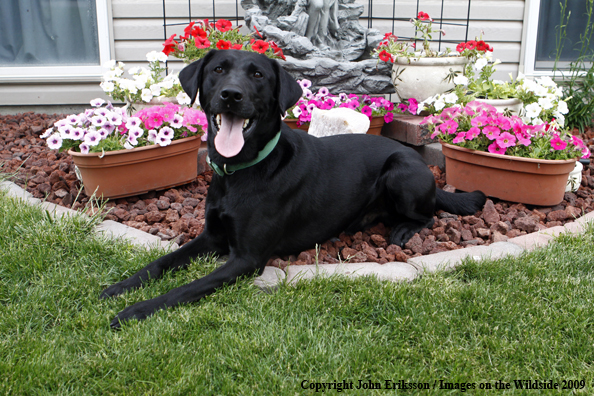 Black Labrador Retriever 