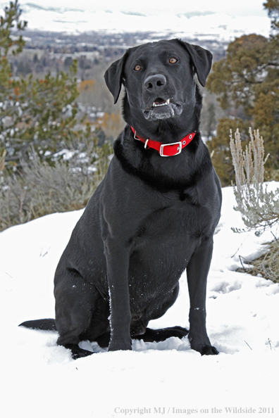 Black Labrador Retriever in winter. 