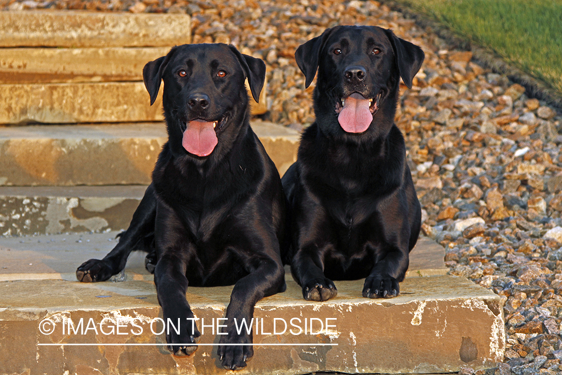 Black Labrador Retrievers