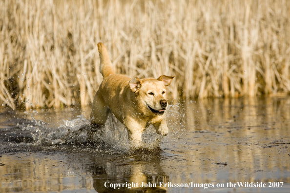 Yellow Labrador Retriever