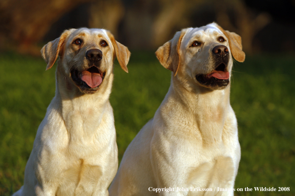 Yellow Labrador Retrievers in field