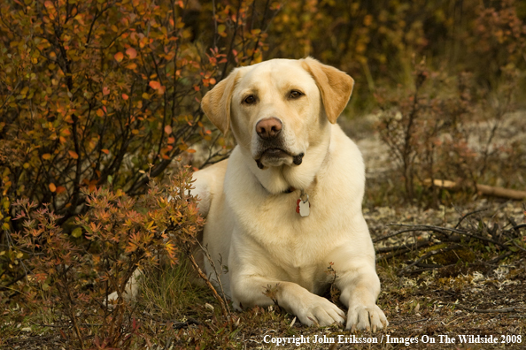 Yellow Labrador Retriever