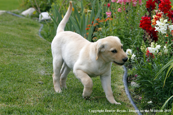 Yellow Labrador Retriever Puppy 